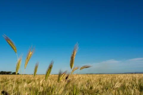 Horizontal View of some Hears of Wheat on Wheat Field and Blue Sky Background Фото