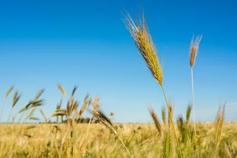 Horizontal View of some Hears of Wheat on Wheat Field and Blue Sky Background Stock Photos