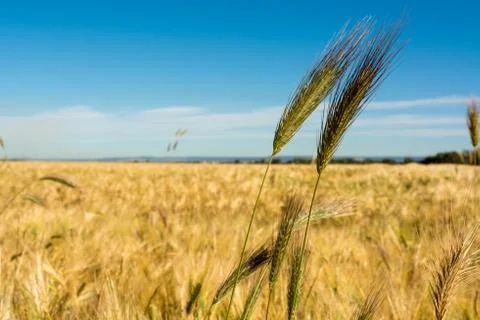 Horizontal View of some Hears of Wheat on Wheat Field and Blue Sky Background 库存照片
