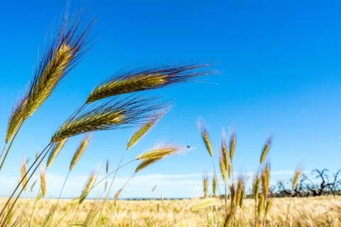 Horizontal View of some Hears of Wheat on Wheat Field and Blue Sky Background Stock Photos