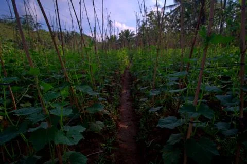 Horizontal view of string bean vines Stock Photos