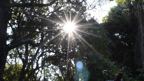Horizontal view of tree tops in rainforest with a beatiful lens flare effect Stock Footage 114777541