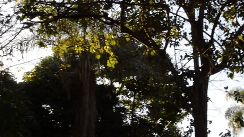 Horizontal view of tree tops in rainforest with a beatiful lens flare effect 스톡 동영상 114777684