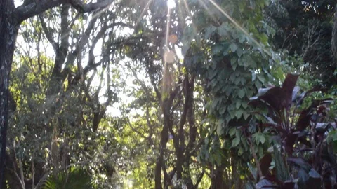 Horizontal view of tree tops in rainforest with a beatiful lens flare effect Stock Footage 114777732