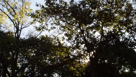 Horizontal view of tree tops in rainforest Stock Footage 114777799