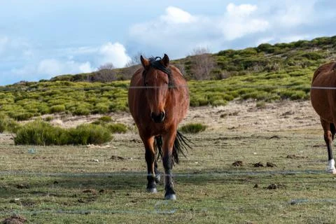 Horizontal view of two brown horses with black manes Stock Photos