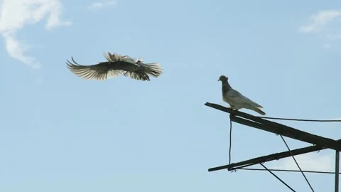 Horizontal view of two fancy pigeons on a wooden roost, capturing one bird f Stock Footage 335523648