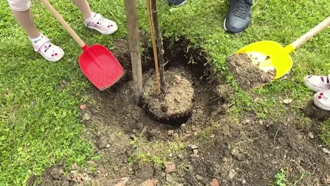 Horizontal View of Two Small Children Covering a Newly Planted Walnut Tree Stock Footage 310889241