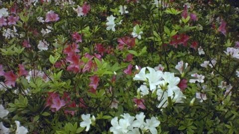 Horizontal view of white pink red rhododendron flower blossom blowing Stock Footage 179509605