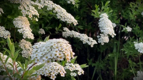 Horizontal View of White Spiraea Flowers on a Bush in Full Bloom 動画素材 310001684