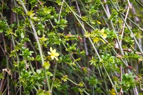 Horizontal View of Winter Jasmine Shrub with Bright Yellow Star Flowers Fotos de archivo
