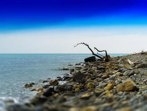 Horizontal vivid dry tree trunk on rocky ocean beach  background 스톡 사진