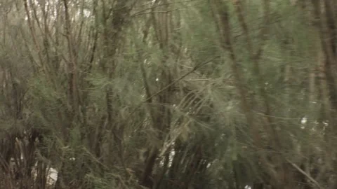 Horizontal walking forward along side view of tall bushes with scooter motor bik Stock Footage 237251564