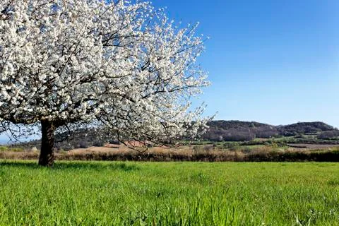 Horizontal white tree Stock Photos