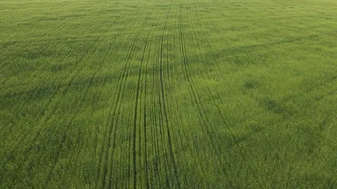 Horizontal wide angle aerial drone view of a green wheat field Stock Footage 156087621