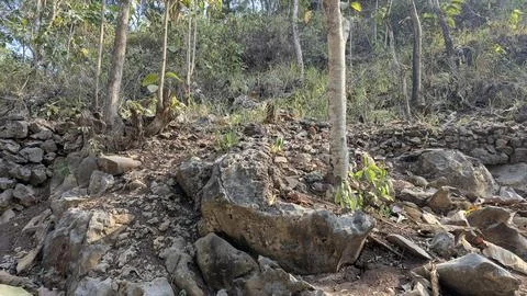A horizontal wide angle perspective captures a rugged forest hillside compo.. 스톡 사진