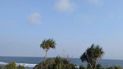 A horizontal wide angle perspective captures tropical pandanus trees standi.. Stock Photos
