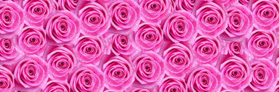 Horizontal wide format print background of pink roses with dew drops for kitchen Stock Photos