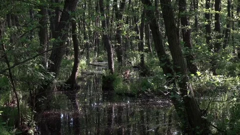 Horizontal wiring.Down on the water.The play of light and shadow. Stock Footage 76487332