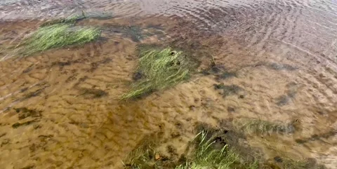 Horizontally attacking light waves of the surface of the river with sandy bottom Video stock 134381985