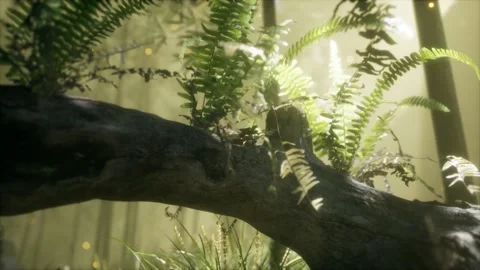 Horizontally bending tree trunk with ferns growing, and sunlight shining Stock Footage 134028023