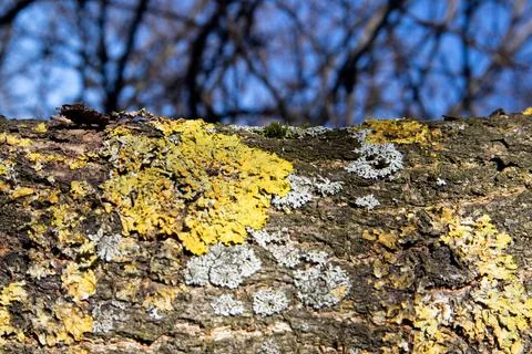 Horizontally oriented trunk of an old dried tree overgrown with moss Stock Photos