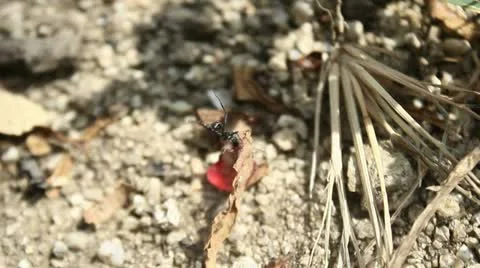 HORMIGA3 lenta Stock Footage 10890996