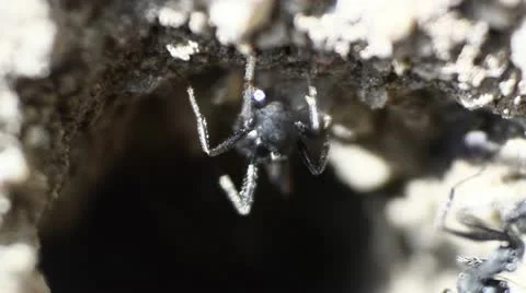 HORMIGA4 lenta Stock Footage 10890447