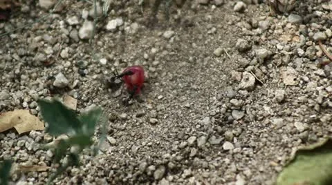 HORMIGA5 lento Stock Footage 10890765