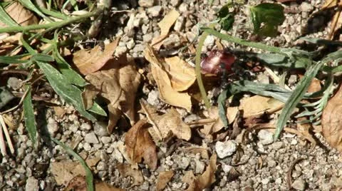 HORMIGA6 normal Stock Footage 10890216