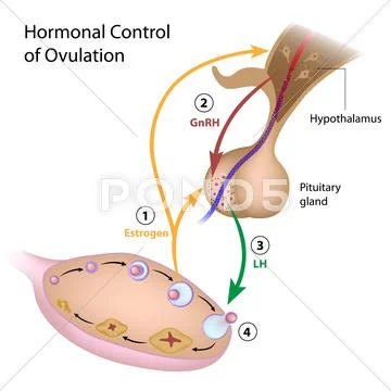 Hormonal control of ovulation Stock Illustration