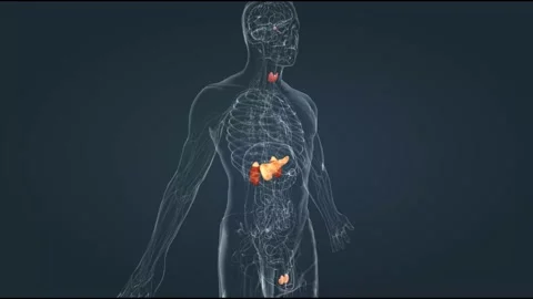 The hormonal system has various glands that release different hormones. Stock Footage 229844789
