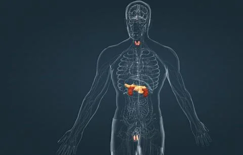 The hormonal system has various glands that release different hormones. Stock Illustration