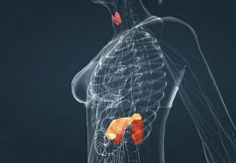 The hormonal system has various glands that release different hormones. Stock Illustration