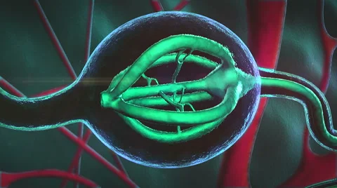 Hormone produced by gland Stock Footage 62956854