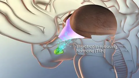 Hormone release in the brain Stock Illustration