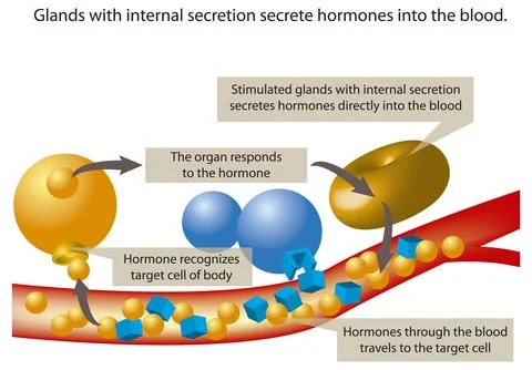 Hormone Secretion Diagram Stock Illustration