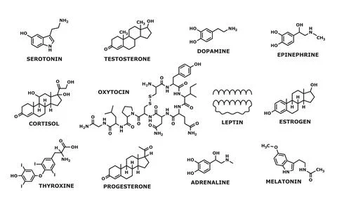 Hormones molecular formula, structure line symbols Stock Illustration