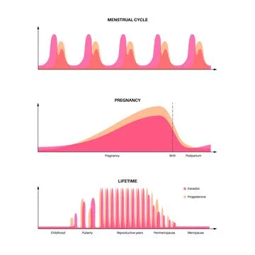 Hormones in pregnancy Stock Illustration
