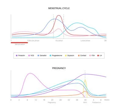 Hormones in pregnancy Stock Illustration