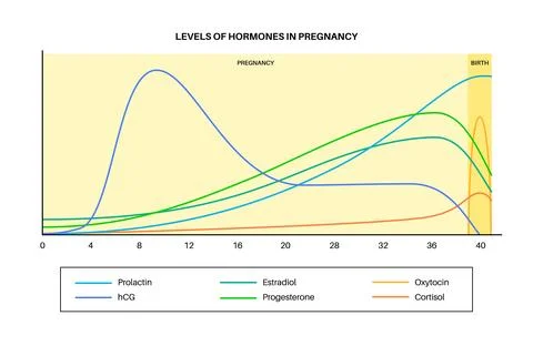Hormones in pregnancy Stock Illustration