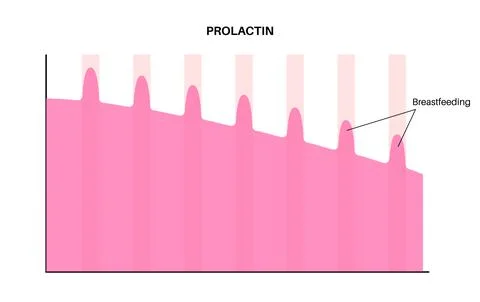 Hormones in pregnancy Stock Illustration