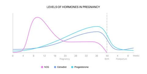Hormones in pregnancy Stock Illustration