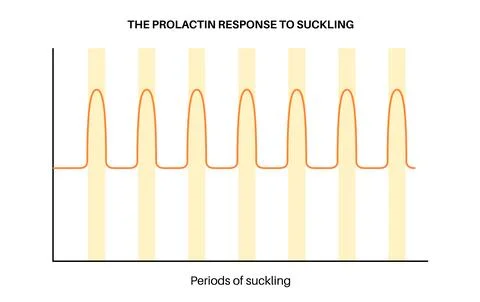 Hormones in pregnancy Stock Illustration