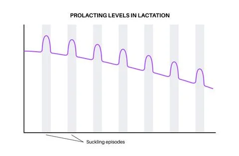 Hormones in pregnancy Stock Illustration
