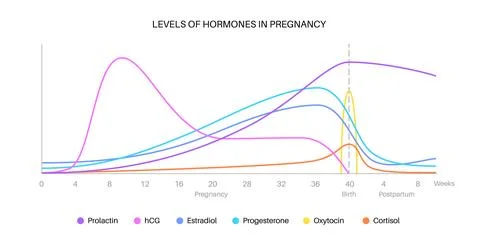 Hormones in pregnancy Stock Illustration