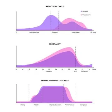 Hormones in pregnancy Stock Illustration