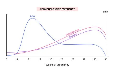 Hormones in pregnancy Stock Illustration