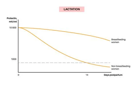 Hormones in pregnancy Stock Illustration