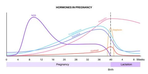 Hormones in pregnancy Stock Illustration